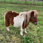 Twee shetlandpony’s te koop, Dieren en Toebehoren, Pony's, Merrie, 11 jaar of ouder