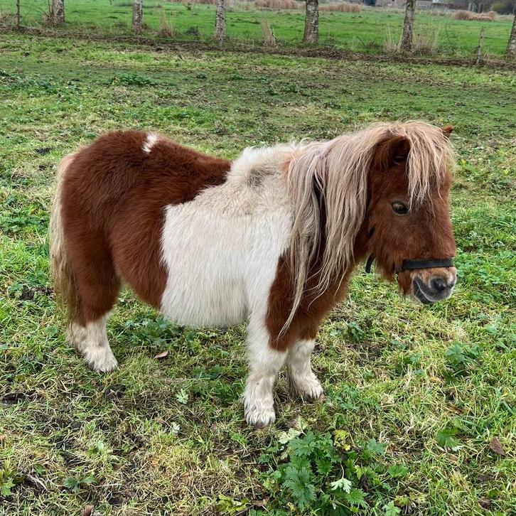 Twee shetlandpony’s te koop, Dieren en Toebehoren, Pony's, Merrie, 11 jaar of ouder