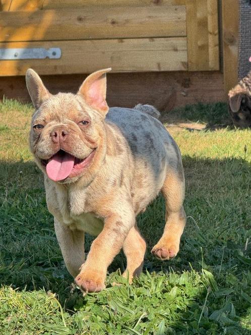 Choco Merle Franse Bulldog pups reutje, Dieren en Toebehoren, Honden | Bulldogs, Pinschers en Molossers, Reu, Bulldog, Fokker | Hobbymatig