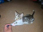 Kitten 8 weken oud helemaal gratis af te halen in amsterdam, Kater, 0 tot 2 jaar