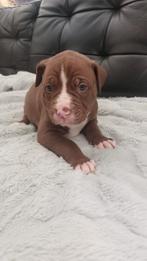 Amerikaanse bulldog/stafford puppy's, Dieren en Toebehoren, 8 tot 15 weken, Bulldog, Meerdere, Meerdere dieren