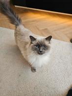 Lieve Ragdoll-kater Teddy (6 jaar) zoekt nieuw thuis, Dieren en Toebehoren, Katten en Kittens | Raskatten | Langhaar, Kater, Gechipt