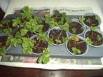 HELE TRAY WINTERHARDE AARDBEIPLANTJES, Zomer, Vaste plant, Fruitplanten, Ophalen