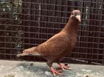 Kleurpostduiven, duiven, postduiven., Dieren en Toebehoren, Vogels | Duiven, Meerdere dieren, Postduif