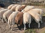 Ooi lammeren, Dieren en Toebehoren, Meerdere dieren, Schaap
