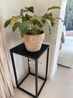 Calathea Mosaica Network - Mooie kamerplant, Ophalen, Halfschaduw, Minder dan 100 cm