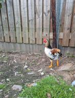 Araucana kruising (vermoedelijk) hen, Dieren en Toebehoren, Pluimvee, Vrouwelijk, Kip