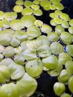 Amazone kikkerbeet, Limnobium Laevigatum aquarium drijfplant, Dieren en Toebehoren, Vissen | Aquaria en Toebehoren, Ophalen of Verzenden