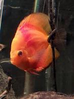 Gezocht discus vissen, Stendker, Marlboro, Pigeon of Leopa, Dieren en Toebehoren, Vissen | Aquariumvissen, Vis, Zoetwatervis
