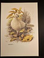 Turkse Tortel, Verzenden, 1980 tot heden, Zo goed als nieuw, Dier