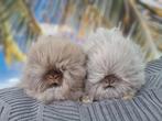 Teddydwerg baby konijntjes, Dieren en Toebehoren, Konijnen, Vrouwelijk, Dwerg