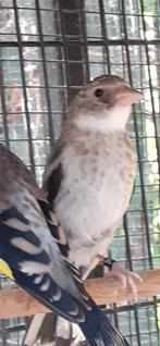 Anatolia Parva Kleine Putters 2025, Meerdere dieren, Wildzangvogel, Geringd
