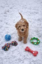Labradoodel, Dieren en Toebehoren, Poedel, Reu, Meerdere, Nederland