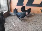 Fries hoen zwart  4 hennen, Dieren en Toebehoren, Pluimvee, Vrouwelijk, Kip