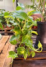 Epipremnum (Gouden Pothos) op mosstok, Huis en Inrichting, Kamerplanten, Ophalen of Verzenden