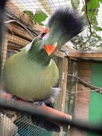 Witwangtoerako, Meerdere dieren, Geringd