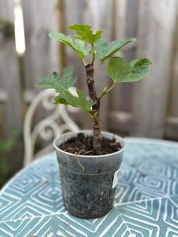 Vijg stekje (fig cuttings) beschikbaar voor biedingen
