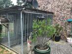Honden kennel, Ophalen, Hondenkennel, 100 cm of meer, 110 cm of meer