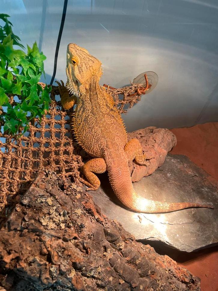 Mannetjes baardagaam + groot 120 cm terrarium