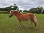 Haflinger 17 jaar, Dieren en Toebehoren, Pony's, Merrie, D pony (1.37m tot 1.48m), 11 jaar of ouder
