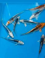 Koi karpers, Karper of Koi