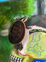Roodbuikspitskopschildpad + aquarium + toebehoren, Dieren en Toebehoren, Reptielen en Amfibieën | Toebehoren, Ophalen, Nieuw, Terrarium of Paludarium