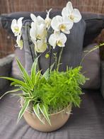 Orchideeën  arrangement, Huis en Inrichting, Kamerplanten, Overige soorten, In pot, Minder dan 100 cm, Halfschaduw