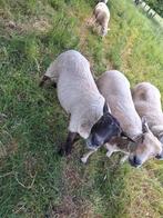 3 ooien kruising, Vrouwelijk, Schaap