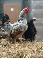 Kriel haan, Dieren en Toebehoren, Mannelijk, Kip