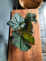 Begonia coralina, stippenplant, Ophalen, Overige soorten, Minder dan 100 cm