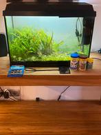 Juwel 70 liter aquarium met vissen en dwergklauwkikkers, Dieren en Toebehoren, Vis