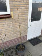 Appelboompje, Ophalen, Minder dan 100 cm, Appelboom, Zomer
