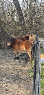 Verzorger gezocht voor deze 2 speelse pony's, Dieren en Toebehoren, Paarden en Pony's | Overige Paardenspullen, Ophalen, Gebruikt