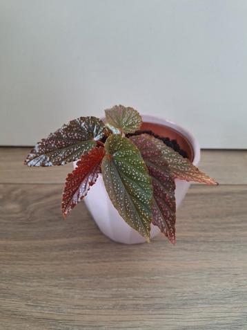 Begonia maculata 'Pink spot' inclusief bloempot beschikbaar voor biedingen