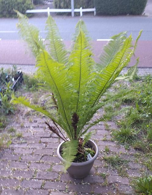 Tuin = Varen - Struisvaren - L, Tuin en Terras, Planten | Tuinplanten, Vaste plant, Varens, Zomer, Ophalen