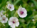 Bio zaden Echt heemst - Althaea officinalis | Inheemse plant, Verzenden, Voorjaar, Halfschaduw, Zaad
