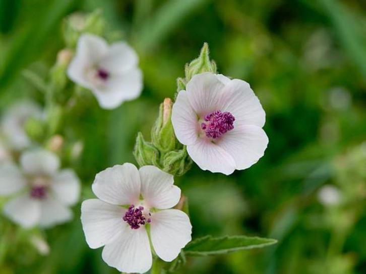 Bio zaden Echt heemst - Althaea officinalis | Inheemse plant, Tuin en Terras, Bloembollen en Zaden, Zaad, Voorjaar, Halfschaduw