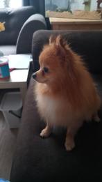 Lieve aanhankelijk pomeriaan reutje 1 jaar orange, 15 weken tot 1 jaar, Reu, Eén hond, Nederland