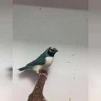 ik zoek een blauwe gouldamadine pop  omgeving oss, Dieren en Toebehoren, Vogels | Overige Vogels, Vrouwelijk, Tropenvogel