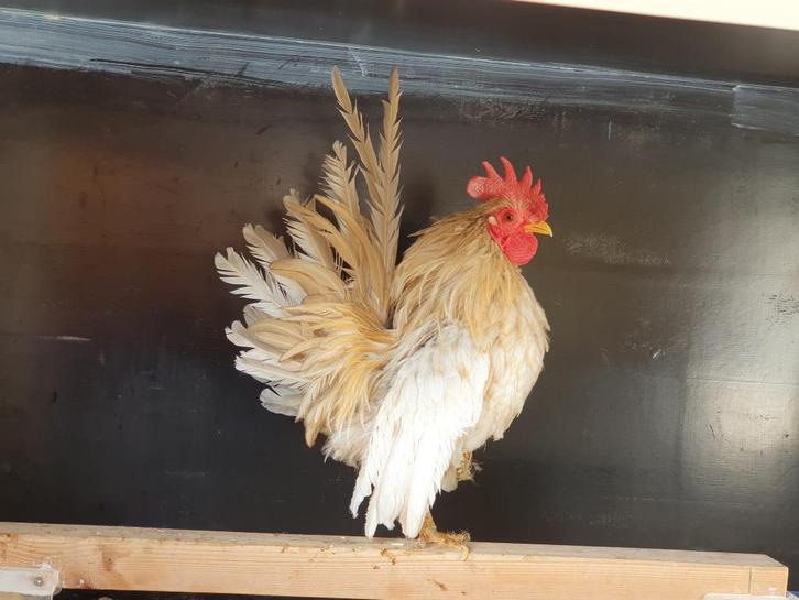 Enkele leuke Serama's, Dieren en Toebehoren, Pluimvee, Kip, Meerdere dieren