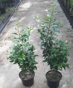 200 Portugese laurierhaag , Prunus lusitanica 70-90 cm