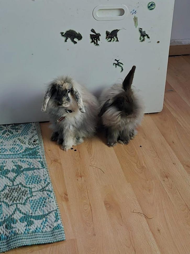 Lieve hangoortjes, Dieren en Toebehoren, Konijnen, Dwerg, Vrouwelijk