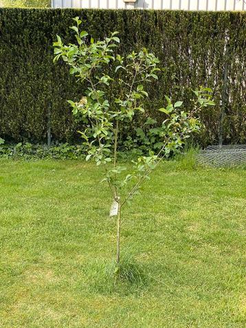 Kersenboom prunus avium kordia zoete kersenboom beschikbaar voor biedingen