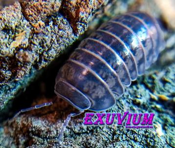 Armadillo officinalis ‘Israel’ isopods / pissebedden beschikbaar voor biedingen