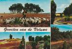 VELUWE PUTTEN Kudde Heide Groeten (Rechte Rand), Verzenden, 1940 tot 1960, Ongelopen, Gelderland