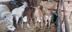 Toggenburger, Dieren en Toebehoren, Mannelijk, Geit
