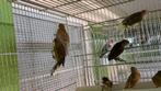 Kanaries diverse kleuren, Dieren en Toebehoren, Vogels | Kanaries, Meerdere dieren, Kleurkanarie