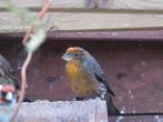 Mexicaanse roodmussen, mannen en poppen., Dieren en Toebehoren, Vogels | Overige Vogels, Meerdere dieren, Tropenvogel