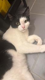 lieve poes (7 maanden), Dieren en Toebehoren, Katten en Kittens | Overige Katten, Poes