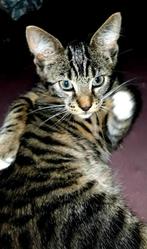 ❣ 2 SUPER LEUKE EN LIEVE KITTENS GEBOREN 27 MEI ❣, Dieren en Toebehoren, Katten en Kittens | Overige Katten, Meerdere dieren, Kortharig